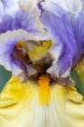 USA, Oregon. Garden in full bloom with close-up of bearded iris Art Print
